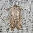 Amolita roseola - Hodges#9821 - photo 4