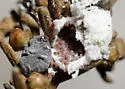 Sagebrush Mealybug - photo 2