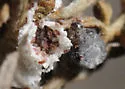 Sagebrush Mealybug - photo 4