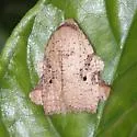 Amorbia concavana - Hodges#3750.3