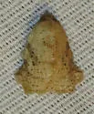 Amorbia concavana - Hodges#3750.3 - photo 2