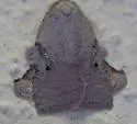 Amorbia concavana - Hodges#3750.3 - photo 3