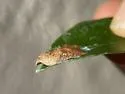 Amorbia concavana - Hodges#3750.3 - photo 4