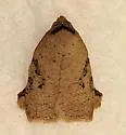 Amorbia concavana - Hodges#3750.3 - photo 5