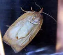 Western Avocado Leafroller - Hodges#3749