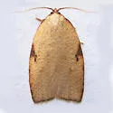 Western Avocado Leafroller - Hodges#3749 - photo 2
