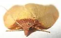Western Avocado Leafroller - Hodges#3749 - photo 3