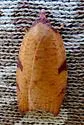 Western Avocado Leafroller - Hodges#3749 - photo 4