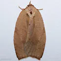 Western Avocado Leafroller - Hodges#3749 - photo 5