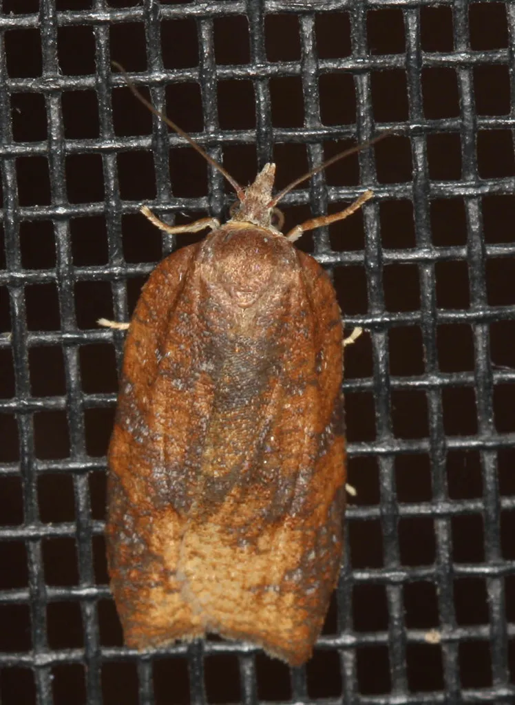 Amorbia emigratella - Hodges#3750.1 - photo 2