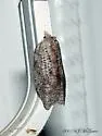 White-lined Leafroller - Hodges#3748