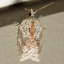 White-lined Leafroller - Hodges#3748 - photo 2