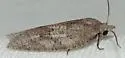 White-lined Leafroller - Hodges#3748 - photo 3