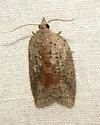 White-lined Leafroller - Hodges#3748 - photo 4