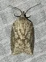 White-lined Leafroller - Hodges#3748 - photo 5
