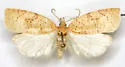 Amorbia knudsoni - Hodges#3749.1