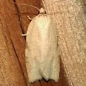 Amorbia synneurana - Hodges#3750
