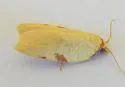 Amorbia synneurana - Hodges#3750 - photo 4