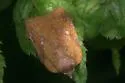 Amorbia vero - Hodges#3750.2