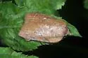 Amorbia vero - Hodges#3750.2 - photo 2