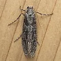 Amorophaga cryptophori - Hodges#0309 - Amorophaga cryptophori