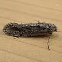 Amorophaga cryptophori - Hodges#0309 - photo 2