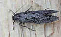 Amorophaga cryptophori - Hodges#0309 - photo 3