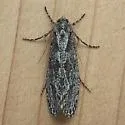 Amorophaga cryptophori - Hodges#0309 - photo 4