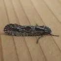 Amorophaga cryptophori - Hodges#0309 - photo 5