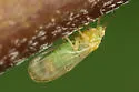 Amorphicola amorphae