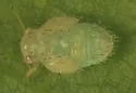 Amorphicola pallida