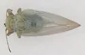 Amorphicola pallida - photo 2