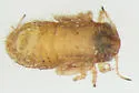Amorphicola pallida - photo 4