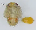 Amorphicola pallida - photo 5
