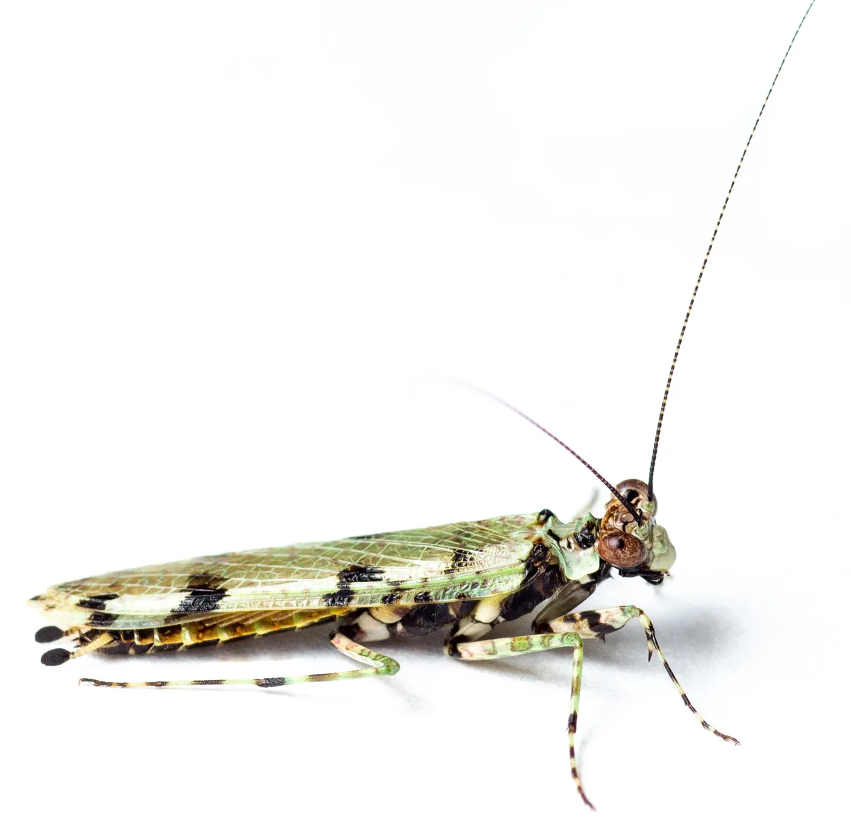 Amorphoscelidae - photo 3