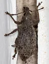 Amotus setulosus - photo 2