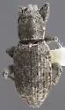 Amotus setulosus - photo 3
