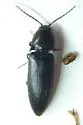 Ampedus anthracinus