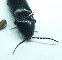 Ampedus anthracinus - photo 2