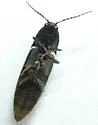Ampedus anthracinus - photo 3