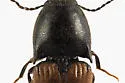 Ampedus apicatus