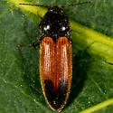Ampedus apicatus - photo 2