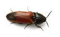 Ampedus apicatus - photo 4