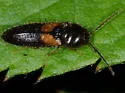 Ampedus areolatus