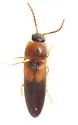Ampedus areolatus - photo 2