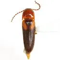 Ampedus areolatus - photo 3