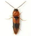 Ampedus areolatus - photo 4