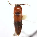 Ampedus areolatus - photo 5