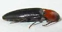 Ampedus atripennis