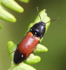 Ampedus balteatus